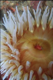 FISH-EATING ANEMONE