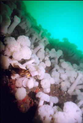 COPPER ROCKFISH AND PLUMOSE ANEMONES