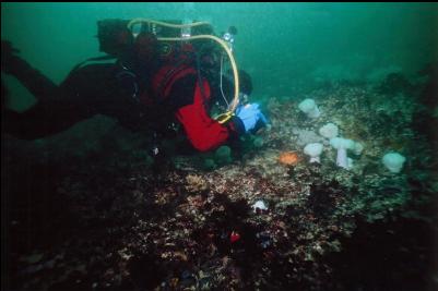 DIVER TAKING PICTURE