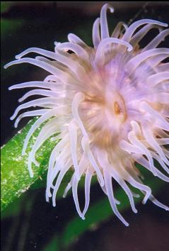 BROODING ANEMONE ON EELGRASS