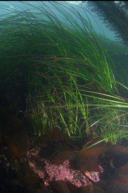 surf grass and coralline algae