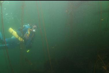 swimming under kelp