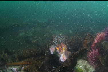 copper rockfish