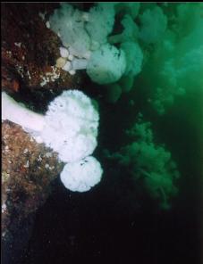 ANEMONES ON WALL