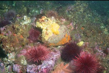 yellow nudibranchs in middle of photo