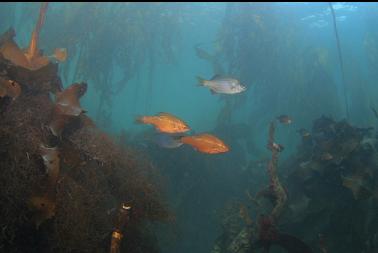 perch in stirred-up shallows