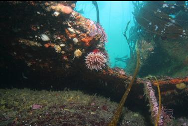 anemone on wreckage