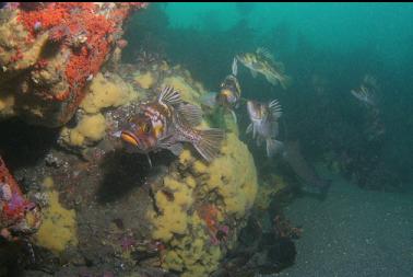 copper rockfish