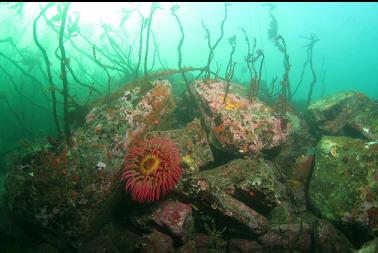 fish-eating anemone on boulders