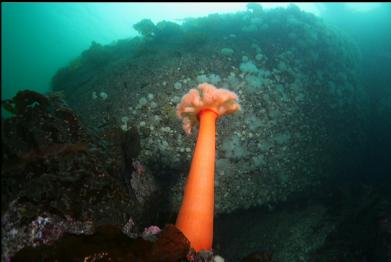 anemone near dock