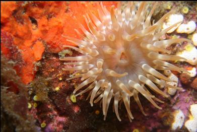 brooding anemone?
