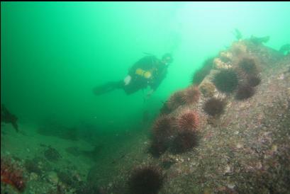 urchins at base of slope 65 feet deep