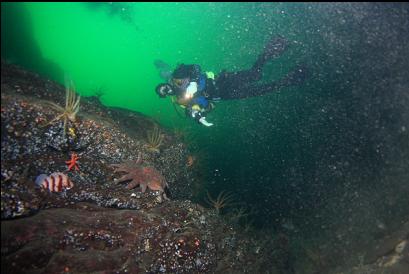 stirring up sand while attempting a self-portrait with tiger rockfish