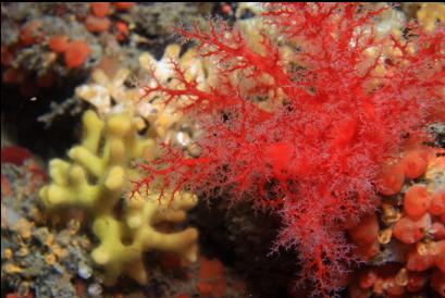 slipper cucumber and staghorn bryozoan