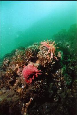 SEA STARS ON CEMENTED TUBEWORMS