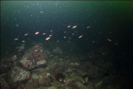 juvenile yellow tail rockfish 80' deep