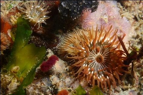 anemones