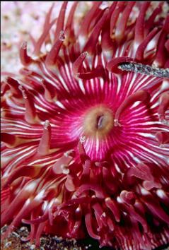 BROODING ANEMONE