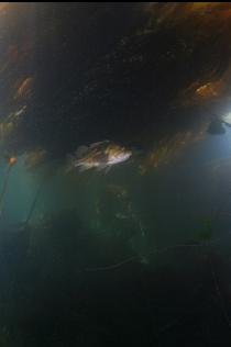 COPPER ROCKFISH UNDER KELP