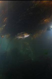 COPPER ROCKFISH UNDER KELP