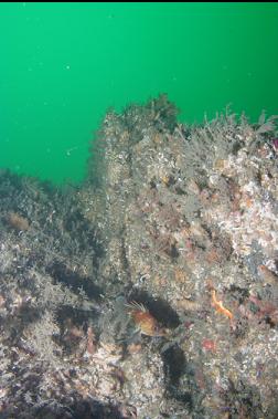 SMALL QUILLBACK ROCKFISH