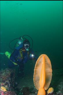 SEA PEN