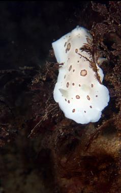 nudibranch