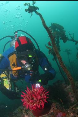 fish-eating anemone