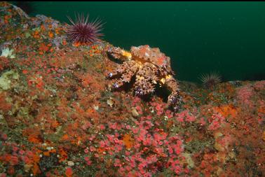 puget sound king crab