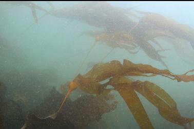 bull kelp 