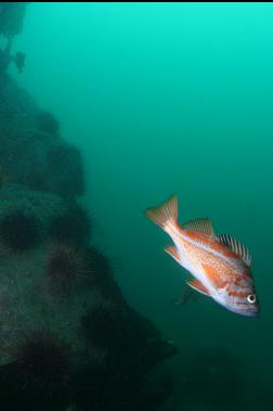 canary rockfish