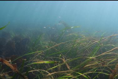 eelgrass