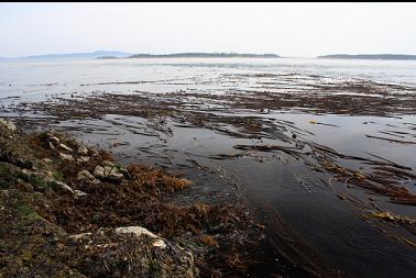 kelp around reef