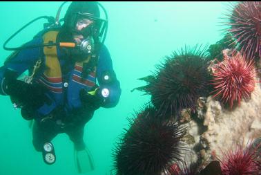 urchins and sponge