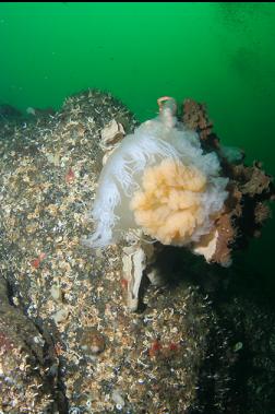 jellyfish stuck on dead sponge