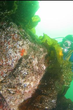 light bulb tunicates on boulder