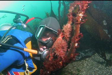 brooding anemones on kelp