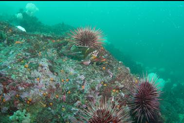 copper rockfish and urchins