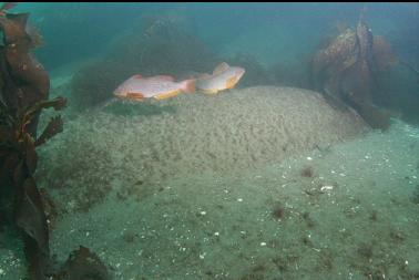 kelp greenlings over silty rock