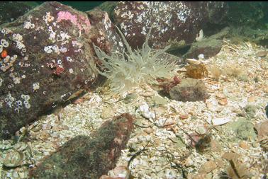 giant nudibranch