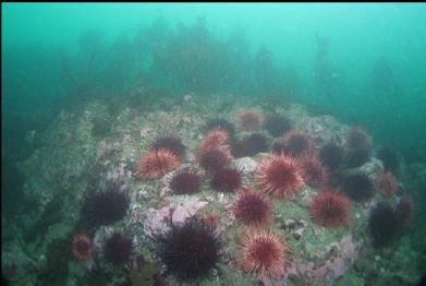 urchins and stalked kelp near top of reef