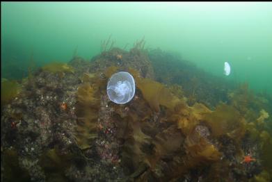 moon jellies