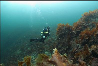 bottom kelp 40 feet deep