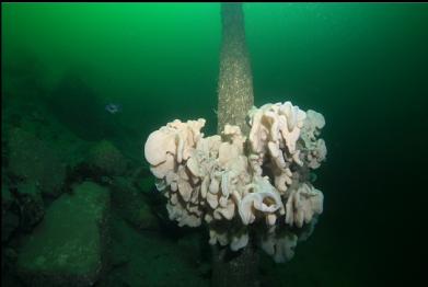 cloud sponge on concrete pillar