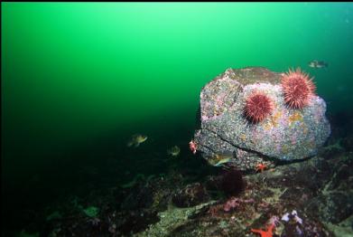 rockfish around boulder