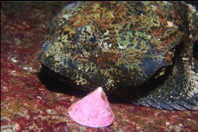 buffalo sculpin with pet limpet