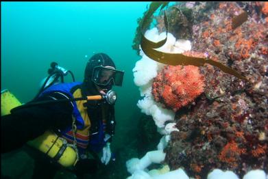 Puget Sound king crab