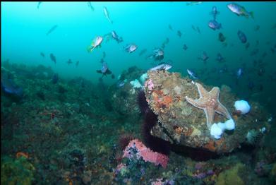 rockfish at base of slope