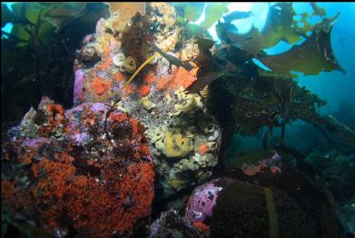 tunicates, sponge, etc on side of boulder