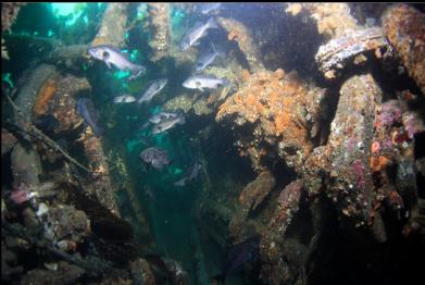 black rockfish on port side of engine